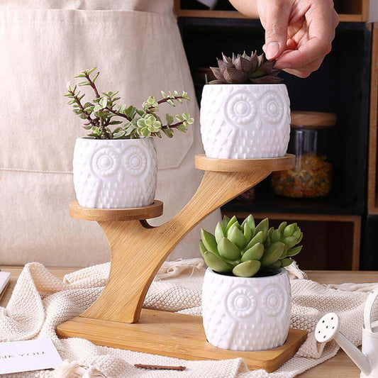 Succulent Pots with Bamboo Stand - MalonesSpecialtyStore.com